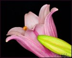 DigitalScape Photography Images